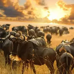 Stado gnu na tle zachodzącego słońca. Idealny czas, by zobaczyć Wielką Migrację, kiedy jechać do Kenii?