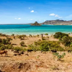 Krajobraz Madagaskaru z krowami na pierwszym planie i turkusową wodą w tle. Kiedy jechać na Madagaskar? Najlepiej w porze suchej, od kwietnia do października.