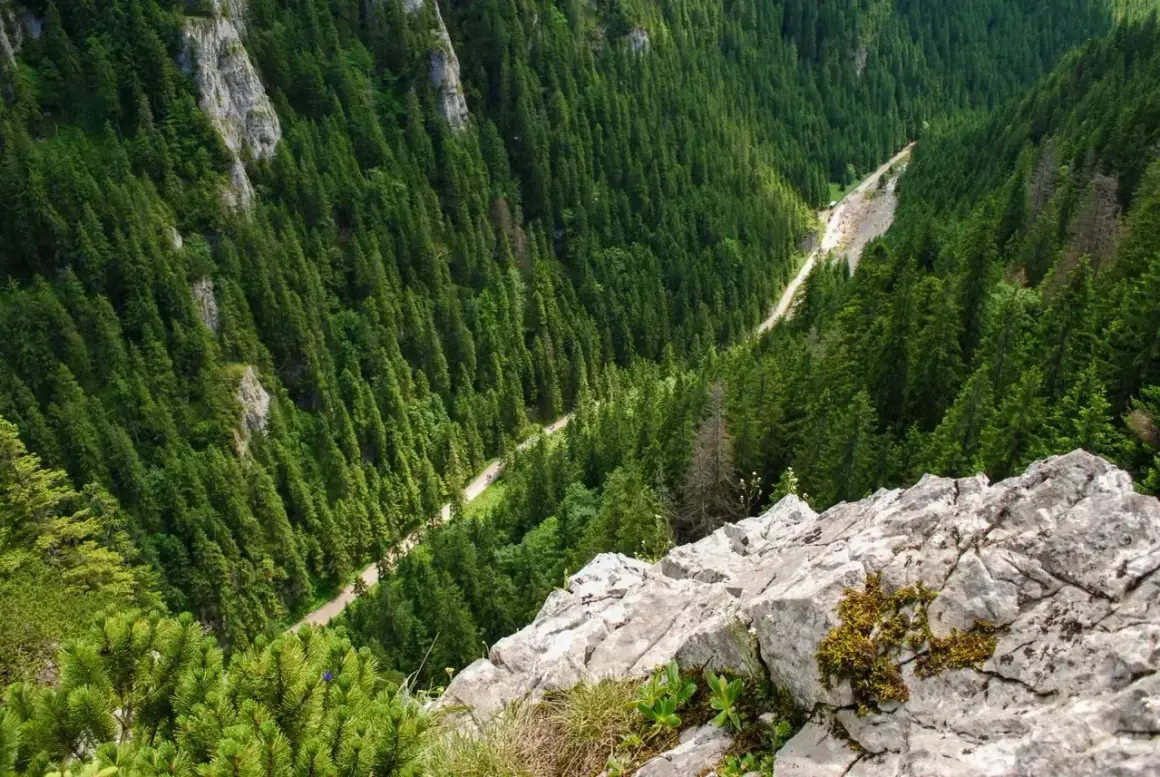 Widok z góry na zalesioną Dolinę Kościeliską z krętą drogą wijącą się wśród drzew.
