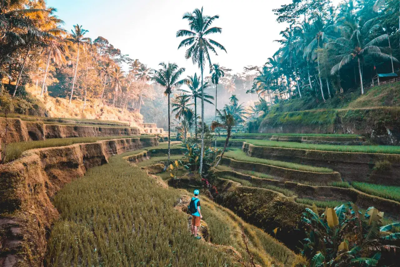 Podróżnik na tarasowych polach ryżowych na Bali. Idealny czas na wizytę to pora sucha, od maja do września, kiedy słońce pięknie oświetla krajobraz.